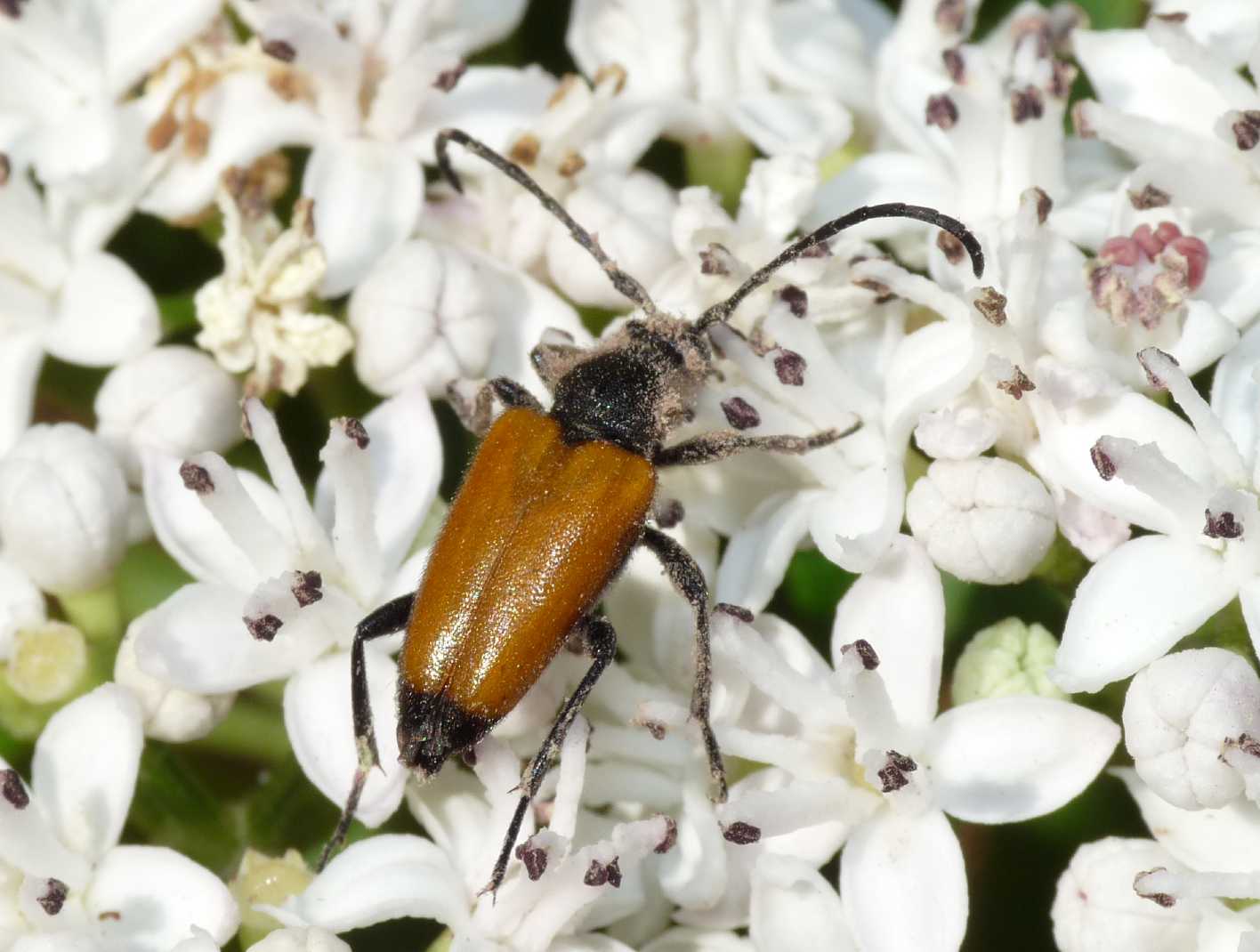 Paracorymbia fulva coperta di polline